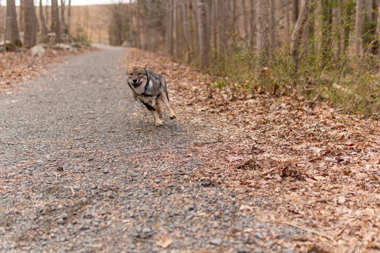 Tips for Photography with your Dog