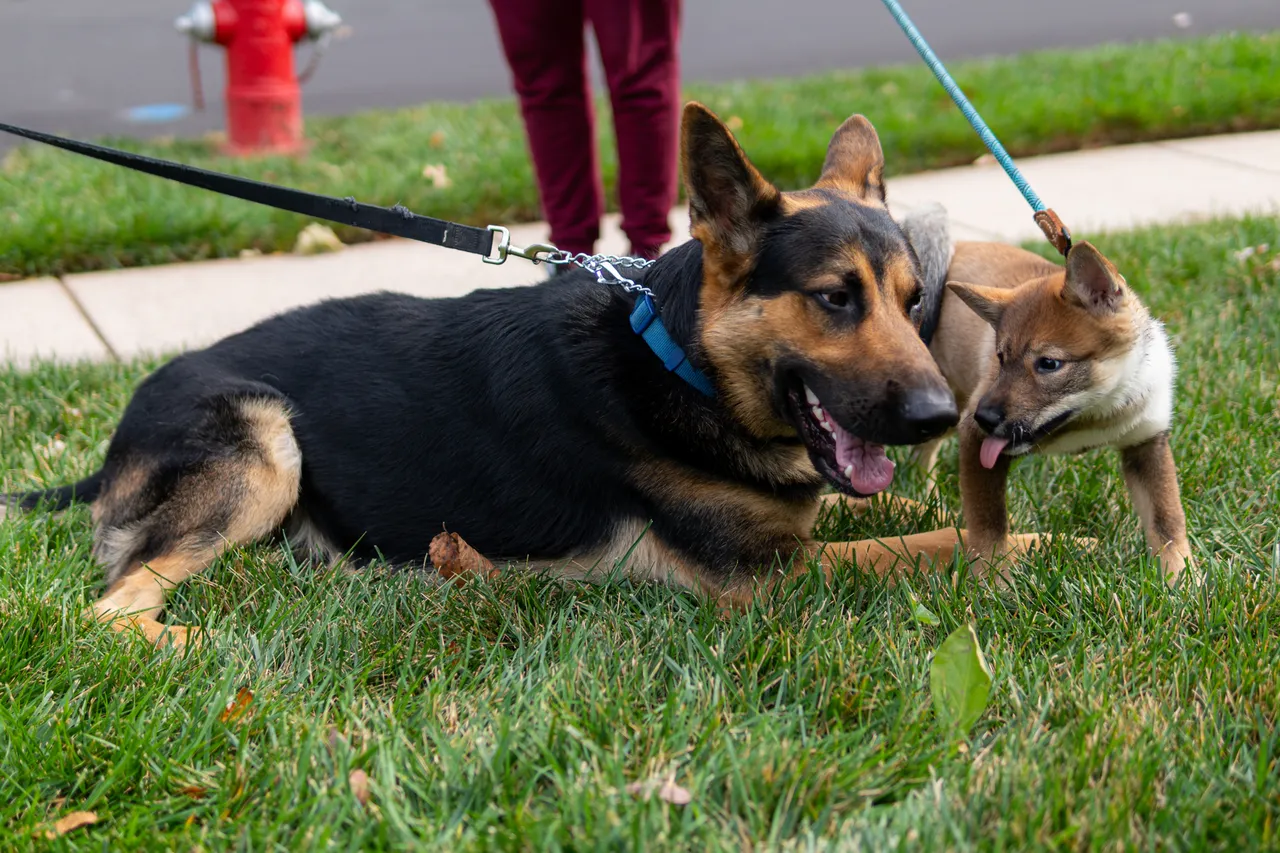 Two dogs, one large and one small, play on grass near a sidewalk. A person in red pants stands behind them. A red fire hydrant is visible.