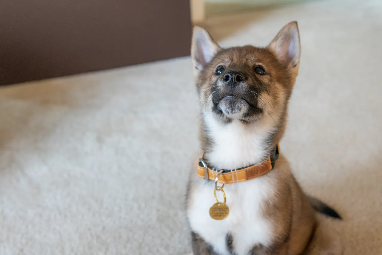 Shikoku-ken puppy with a brown and white coat sits on beige carpet, wearing a plaid collar with a dangling gold tag, looking up.