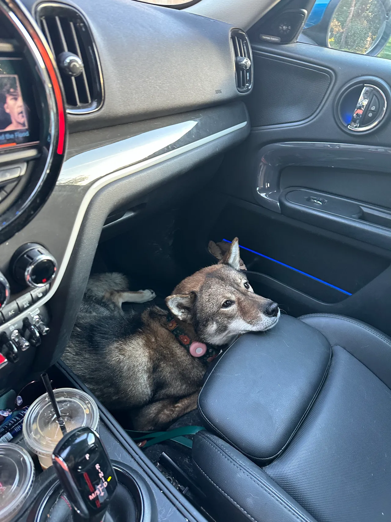 Dogs in the MINI Cooper on a road trip