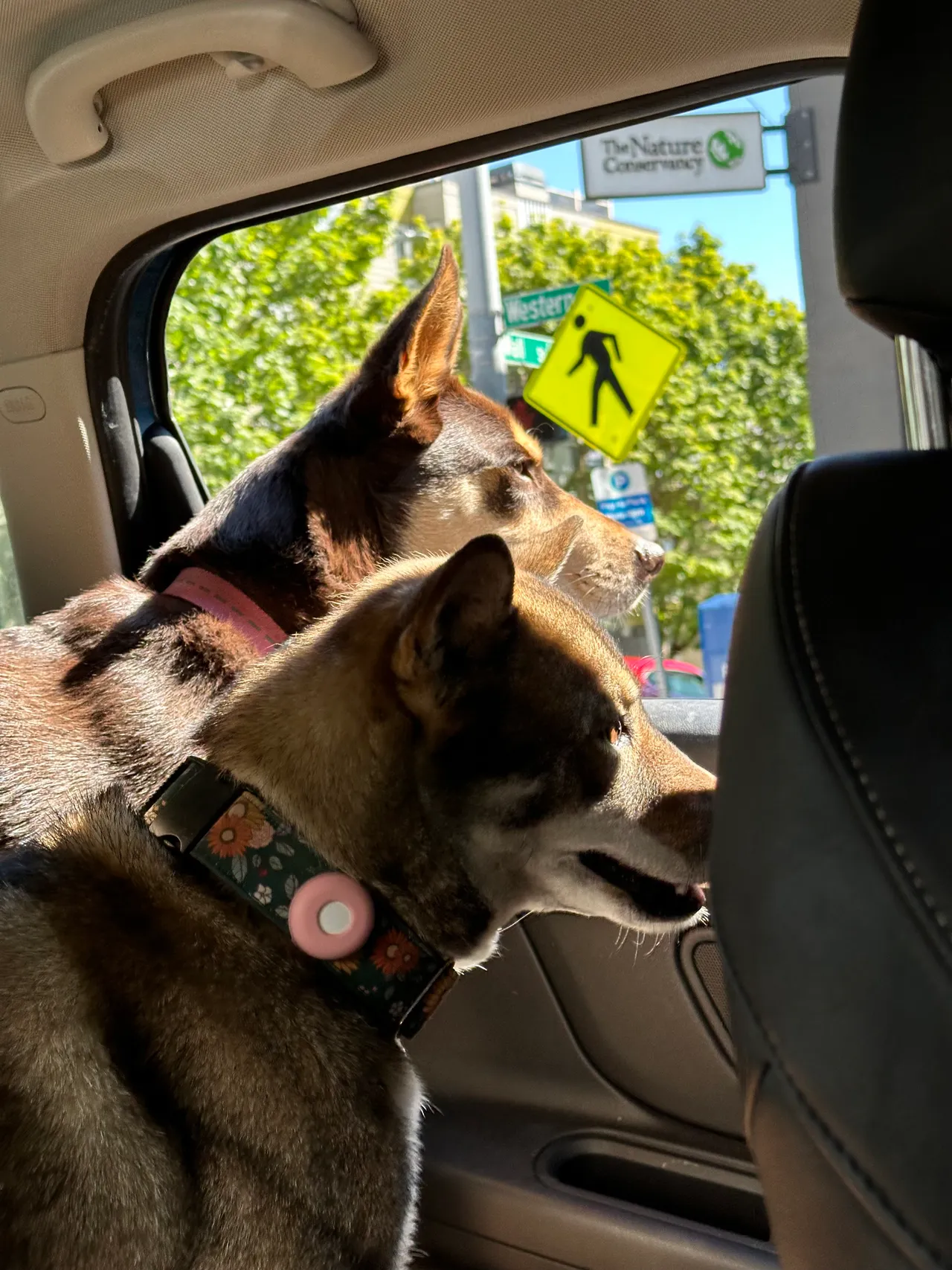 Dogs in the MINI Cooper on a road trip
