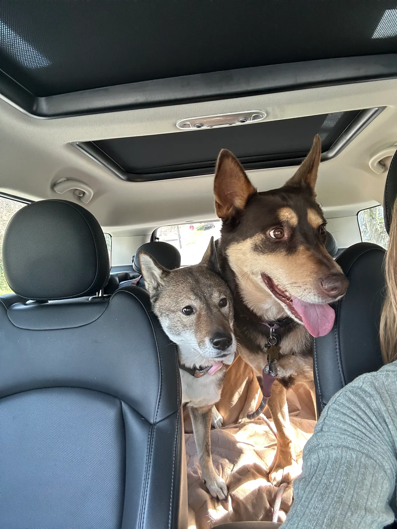 Dogs in the MINI Cooper on a road trip