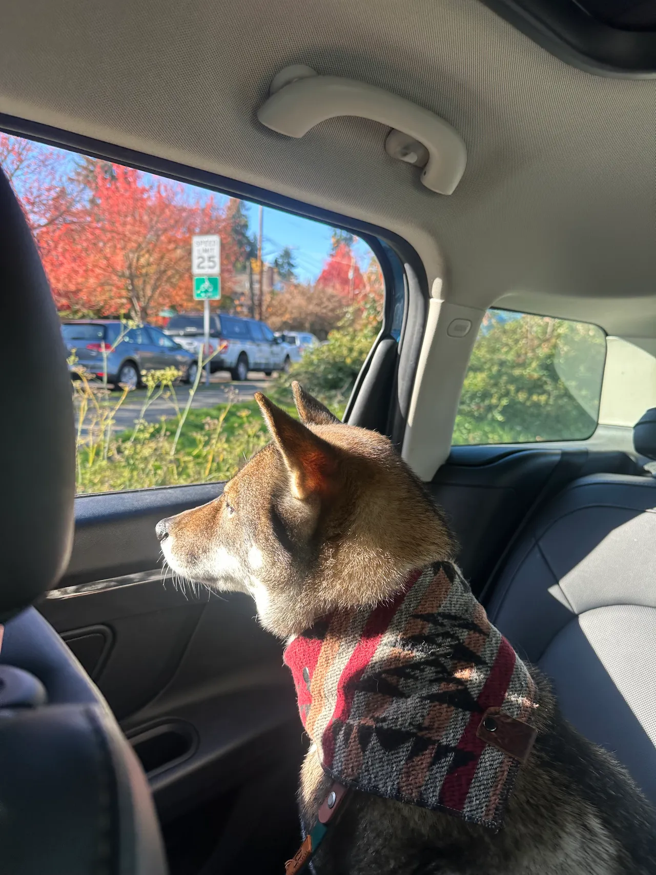 Dogs in the MINI Cooper on a road trip