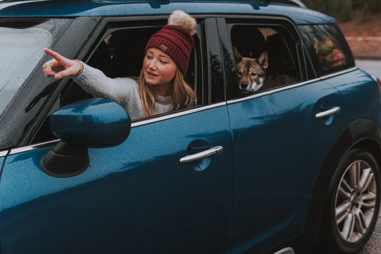 Dogs in the MINI Cooper on a road trip