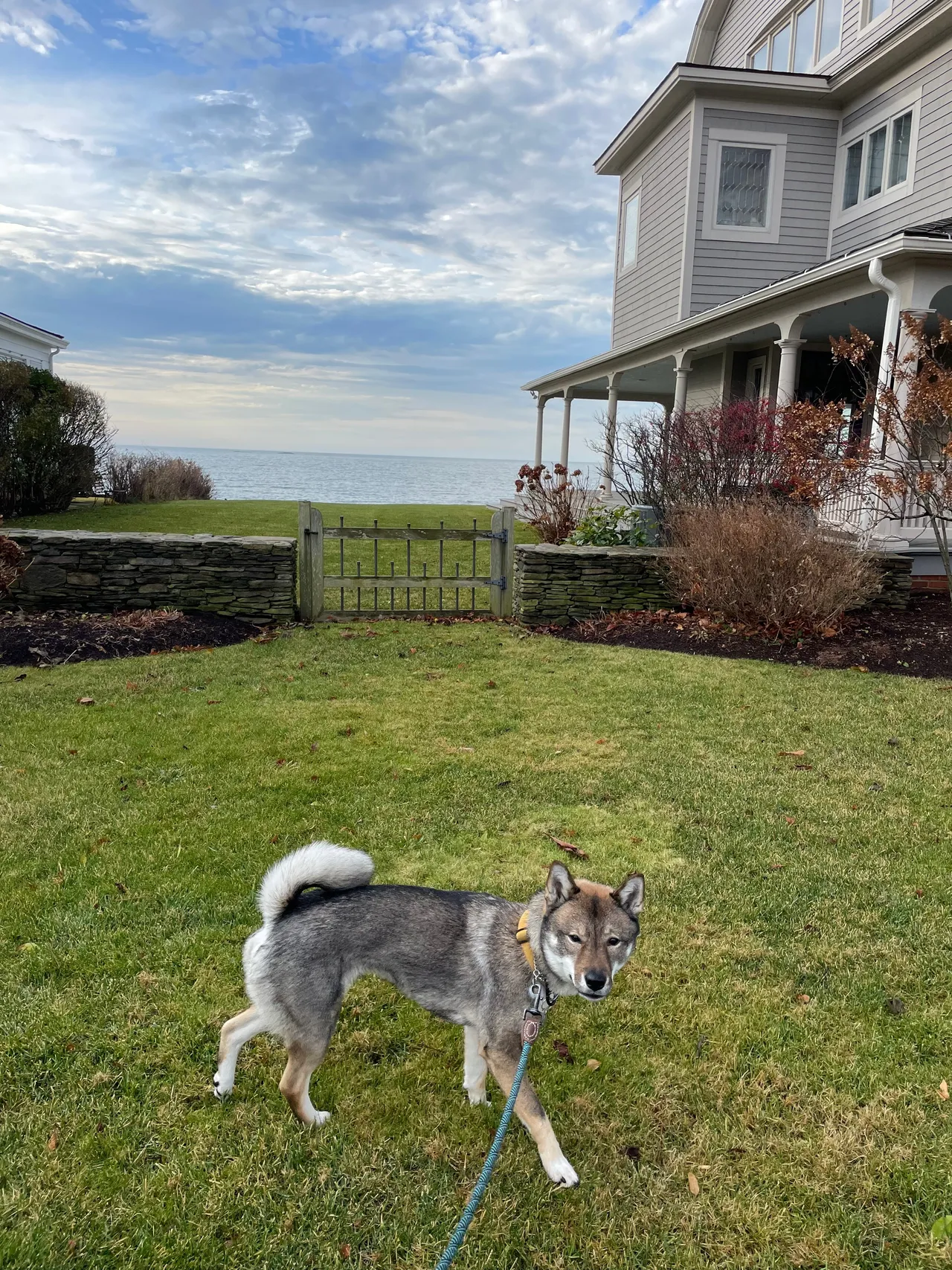 Sora on the front lawn in Virginia, back where it all started