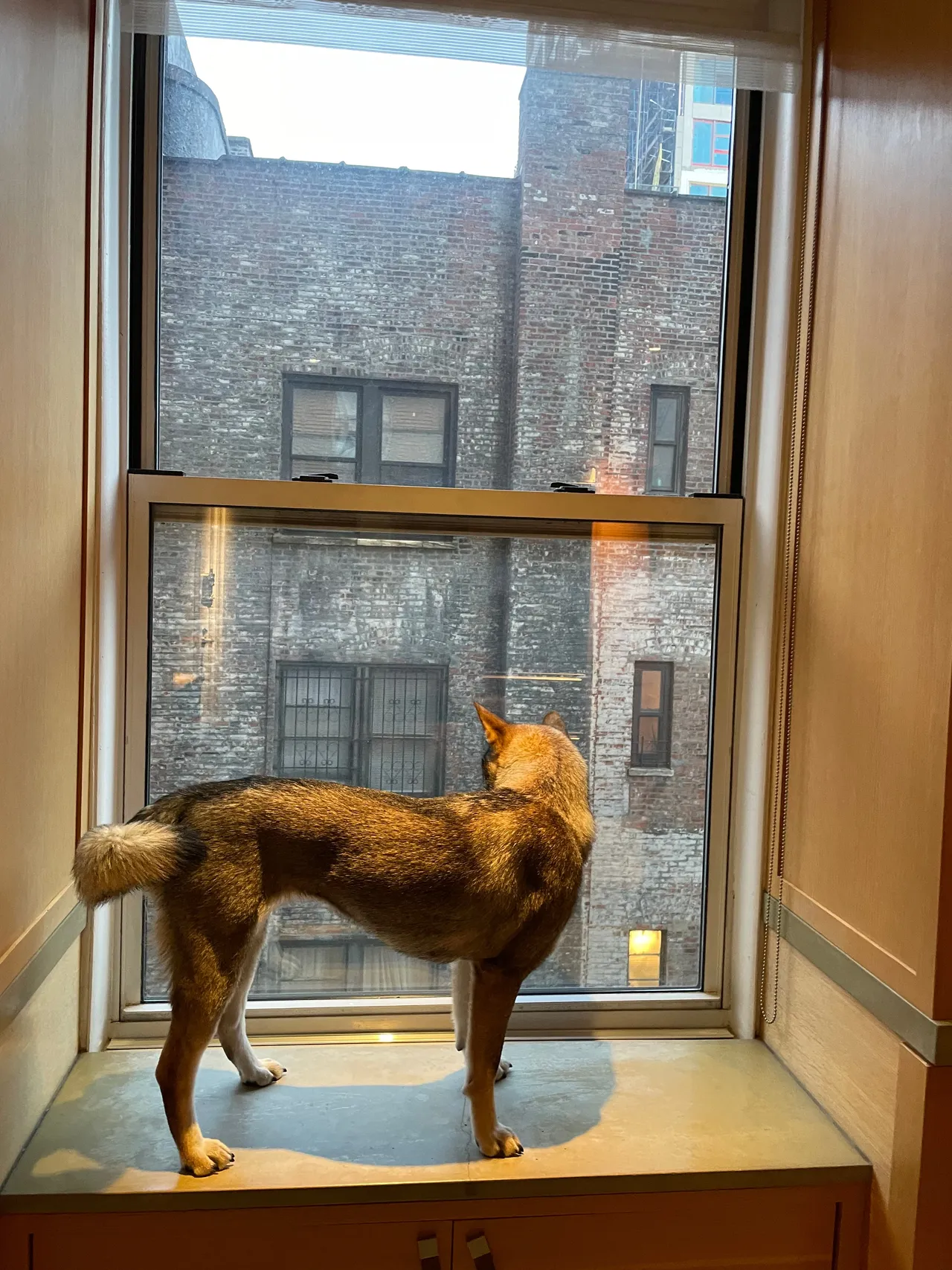 Sora looking out the apartment window in New York City