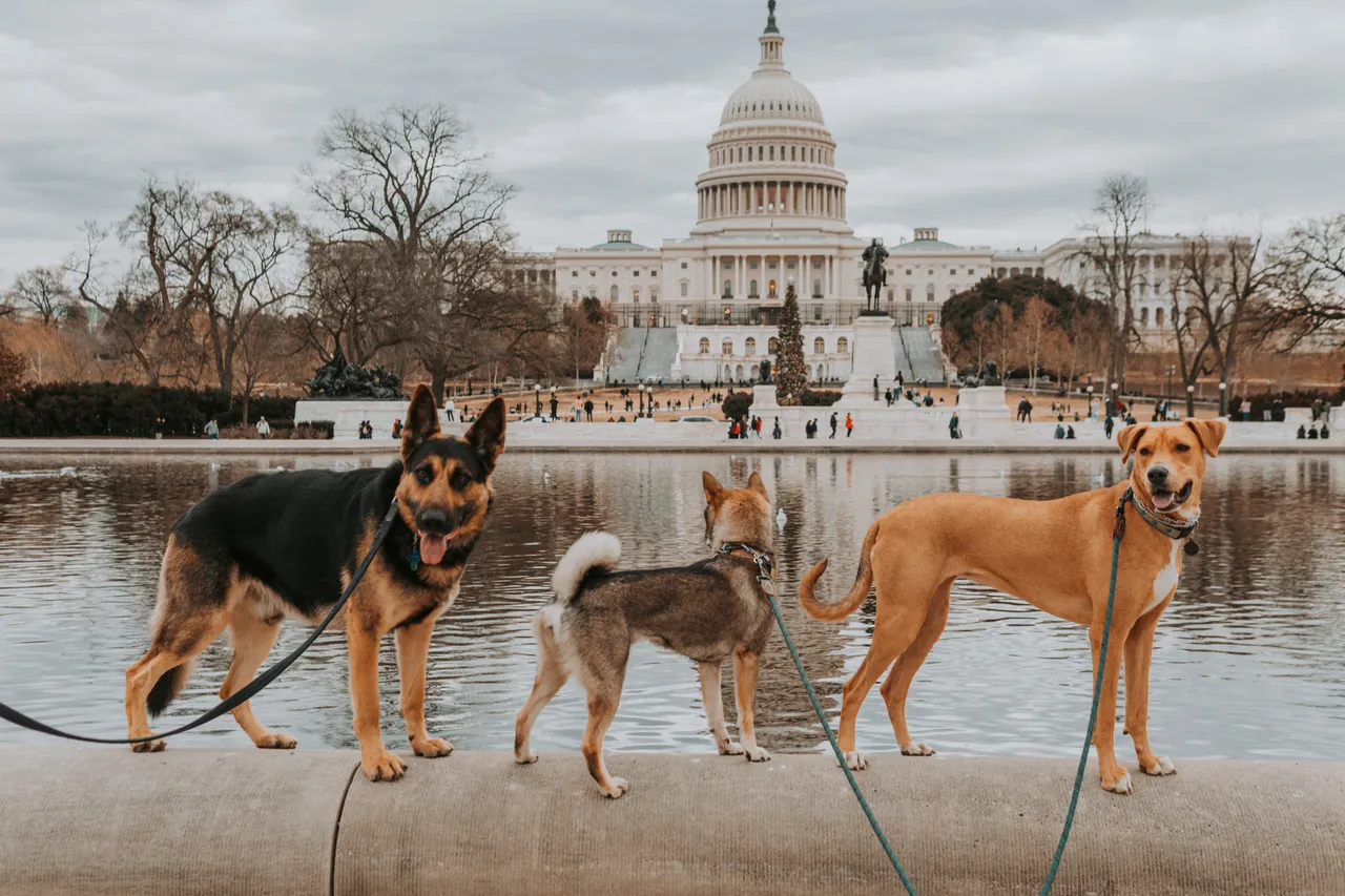 Three dogs in front of the US Capitol building in Washington, DC during the holidays