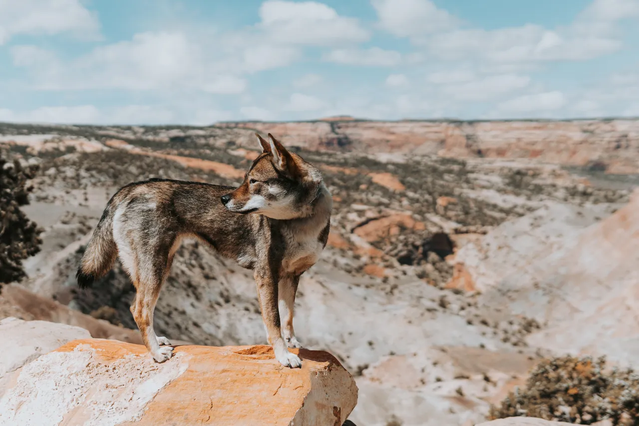 Sora standing on a canyon overlook near Grand Junction, Colorado