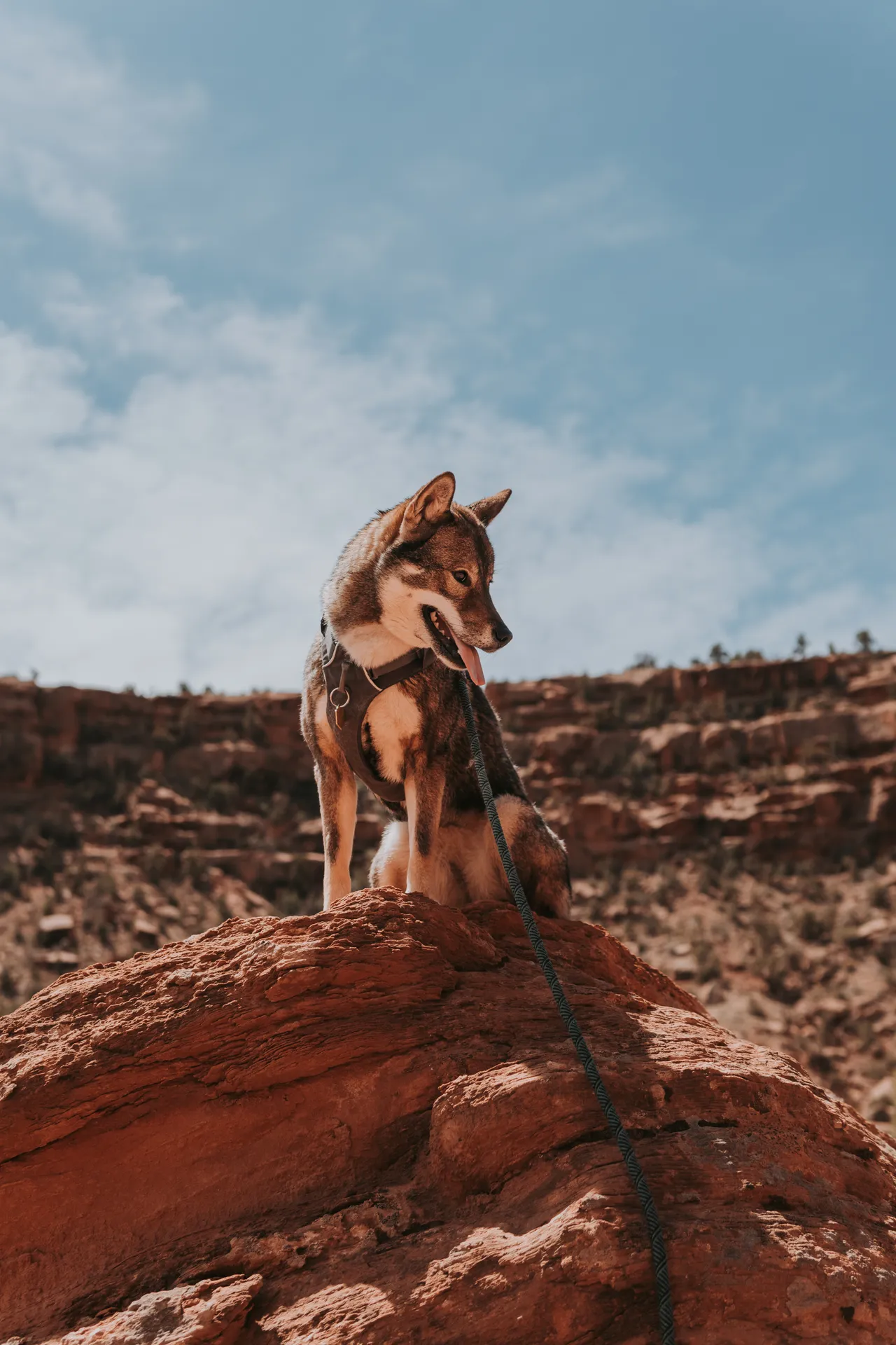 Sora looking out over the canyons near Grand Junction