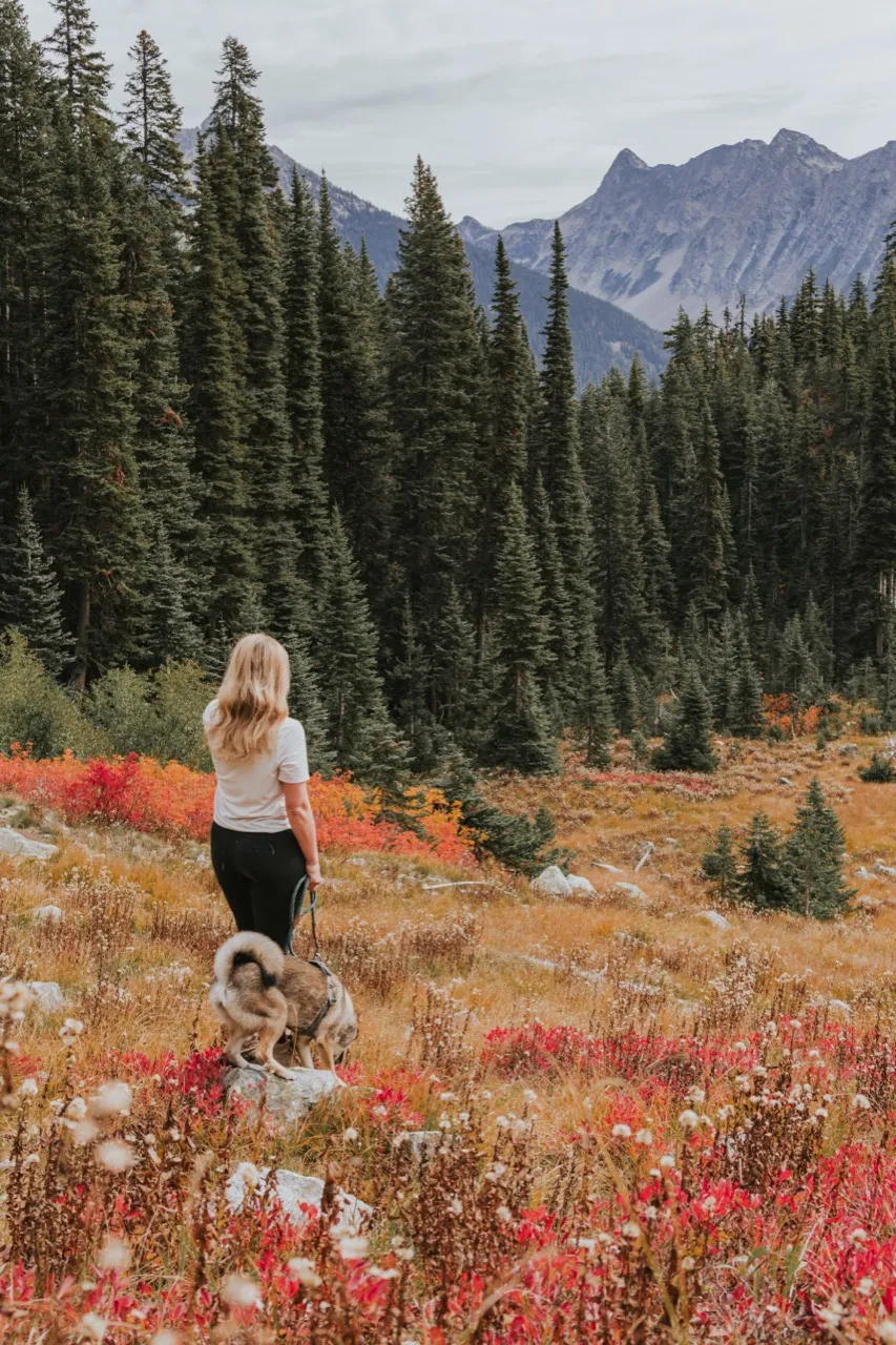 The author and Sora overlooking a meadow of red fall plants and North Cascades peaks
