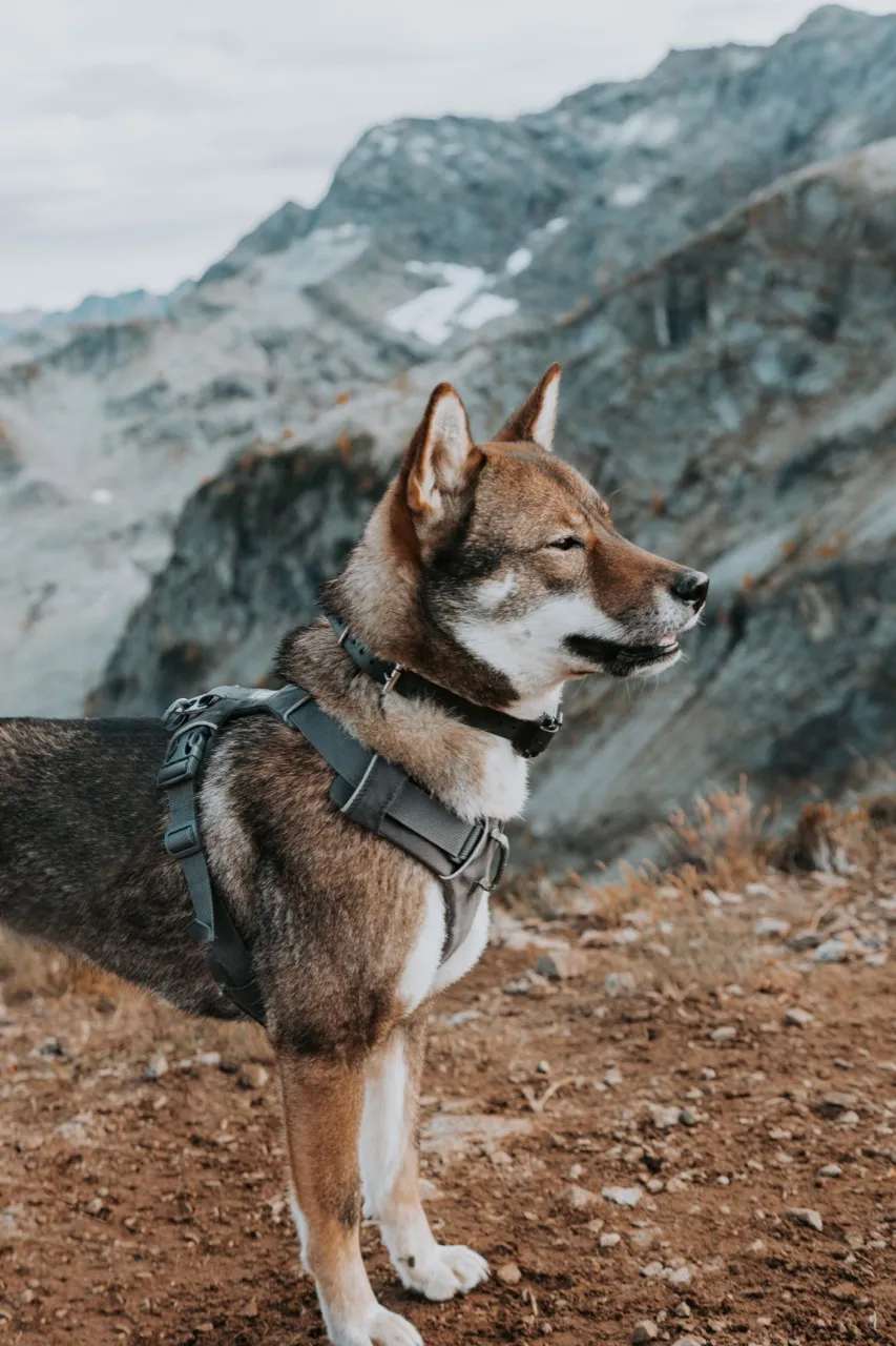 Sora wearing a harness with rocky mountain slopes behind her