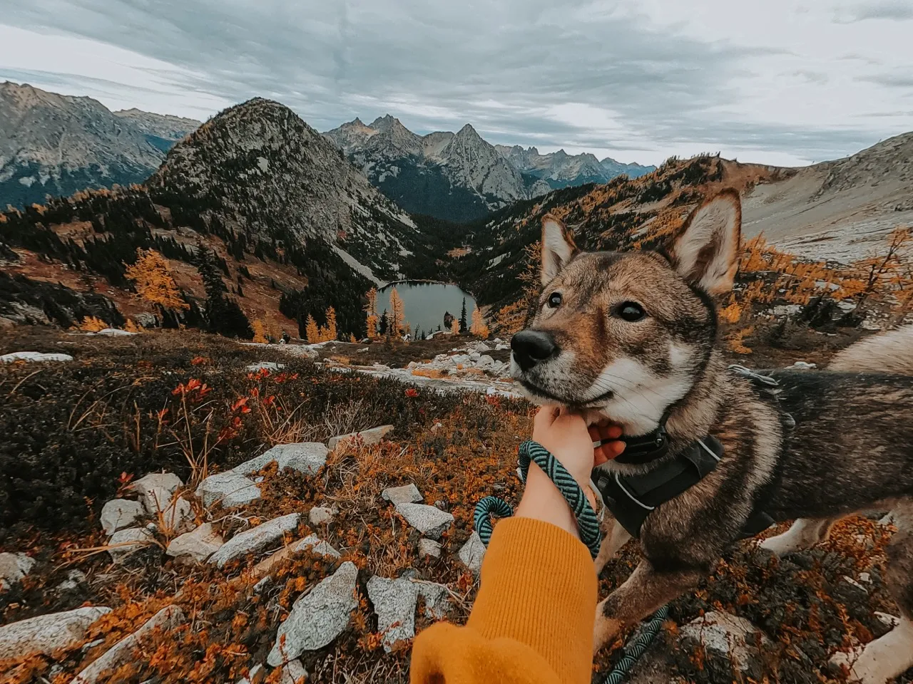 Sora at the Maple Pass viewpoint with a lake, golden larches, and mountains below