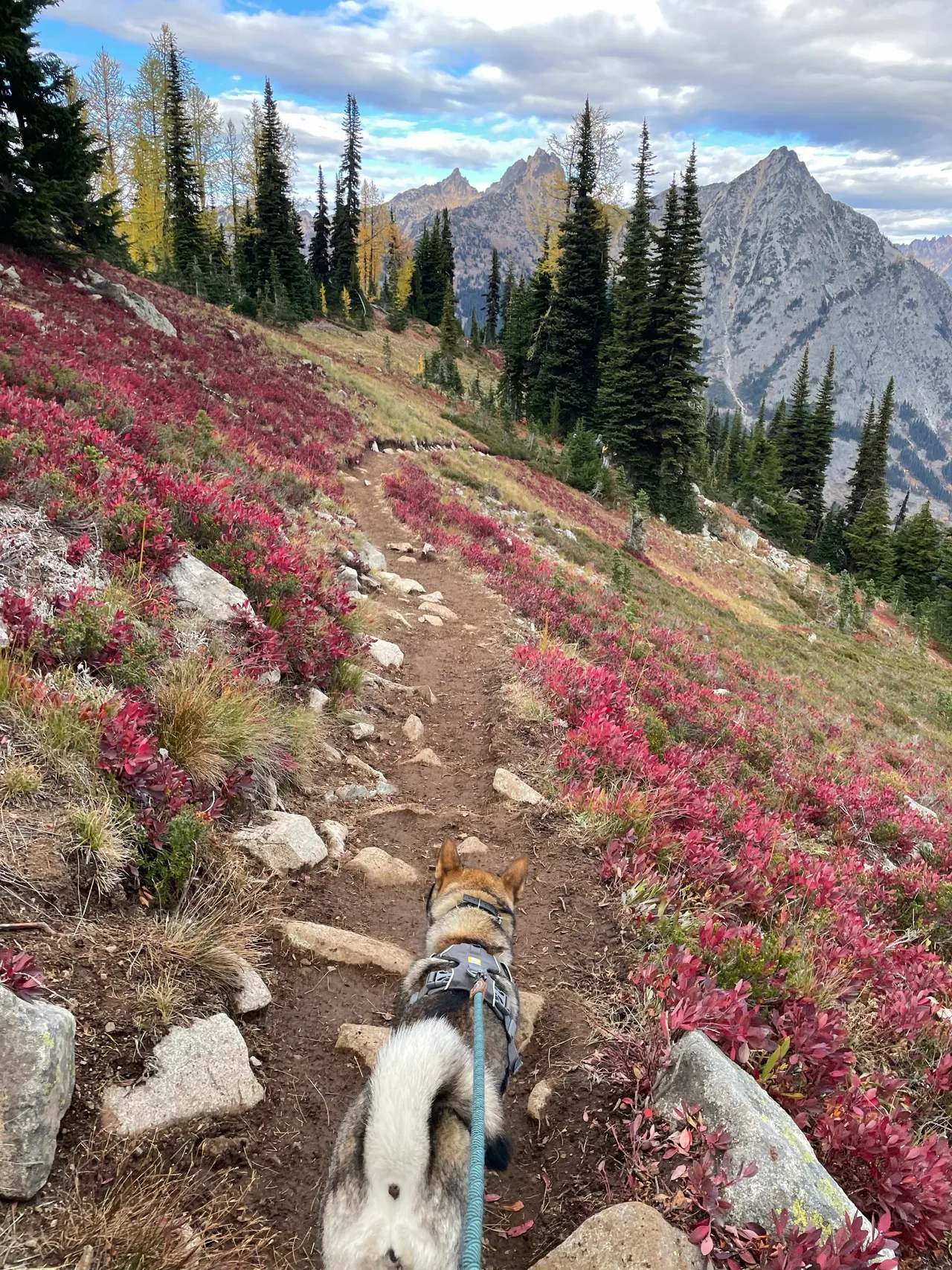 Sora on the trail among red fall plants, larches, and mountain peaks
