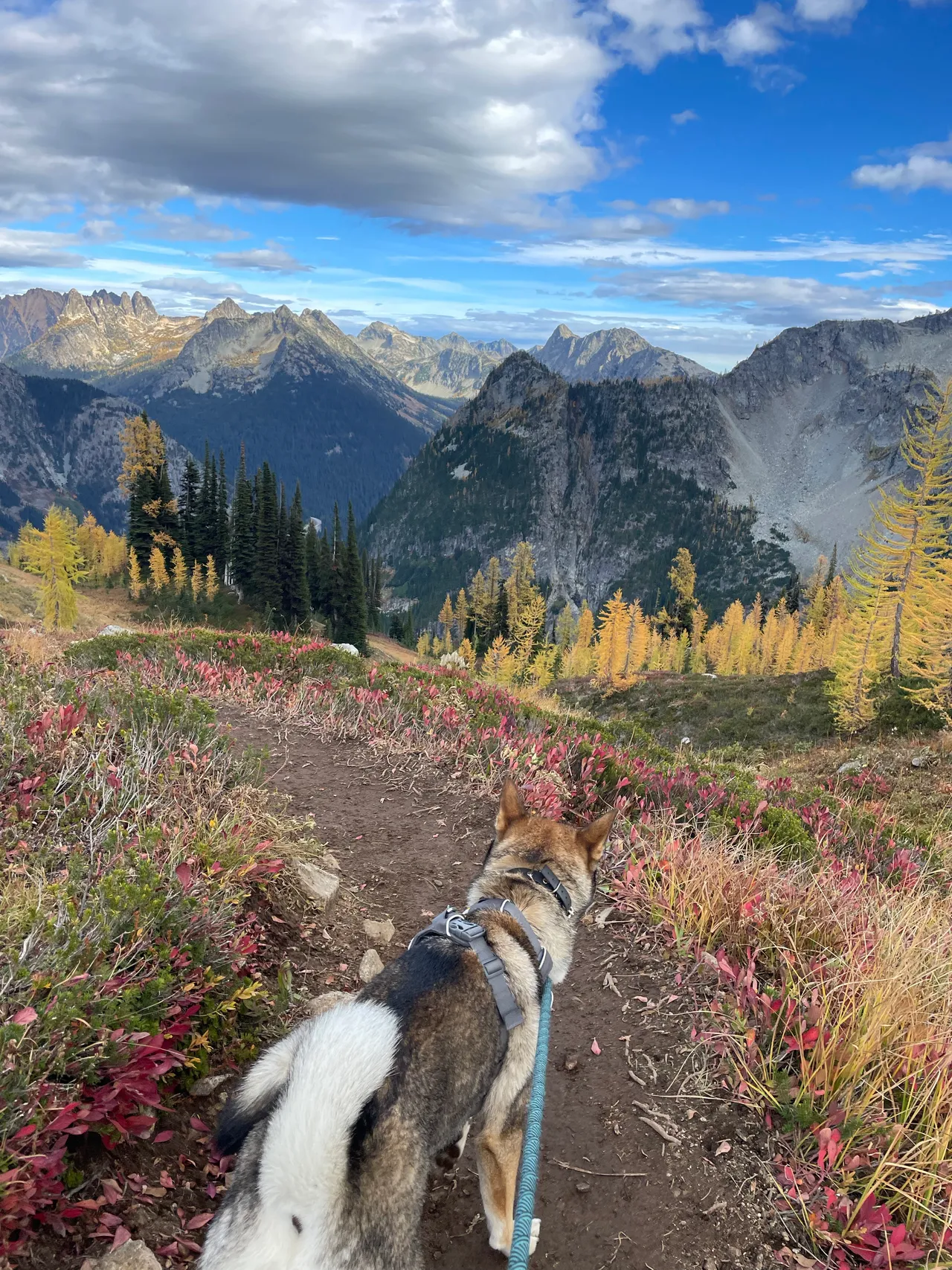 Sora looking toward mountains and golden larches from a fall-colored trail