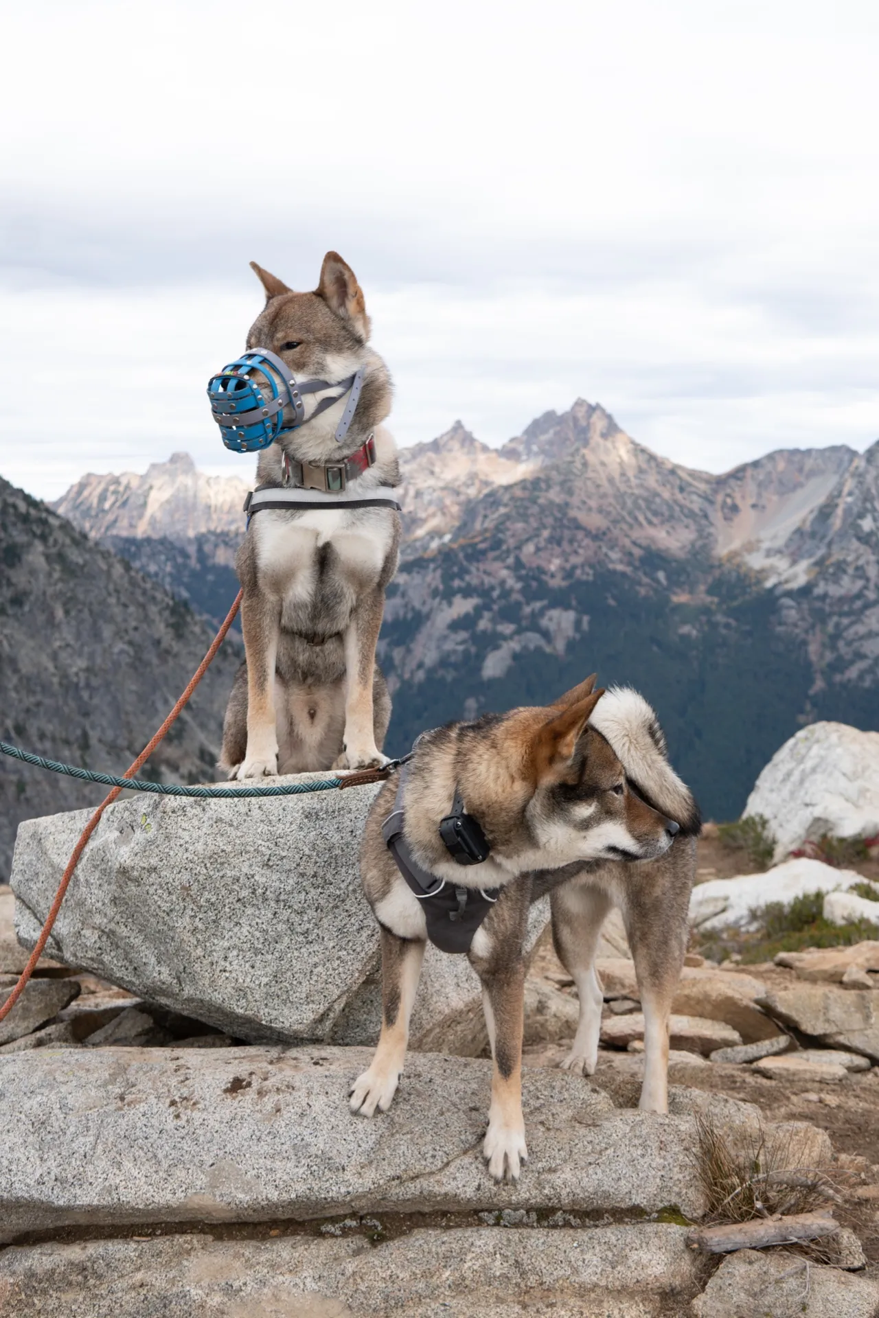 A leashed dog wearing a blue basket muzzle beside another leashed dog, with mountains behind them