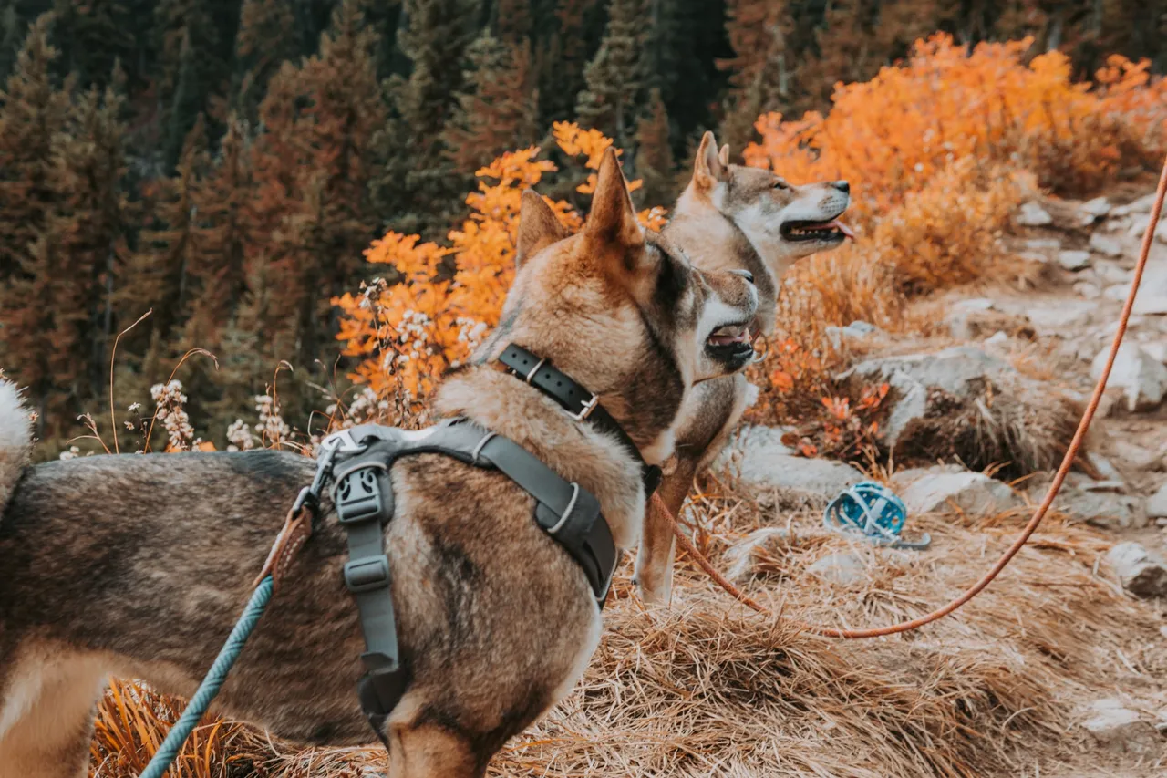 Two leashed dogs beside orange fall foliage, with a blue basket muzzle on the ground