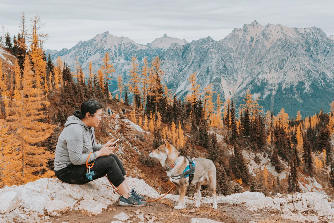 A hiker and leashed dog among golden larches with North Cascades peaks behind them