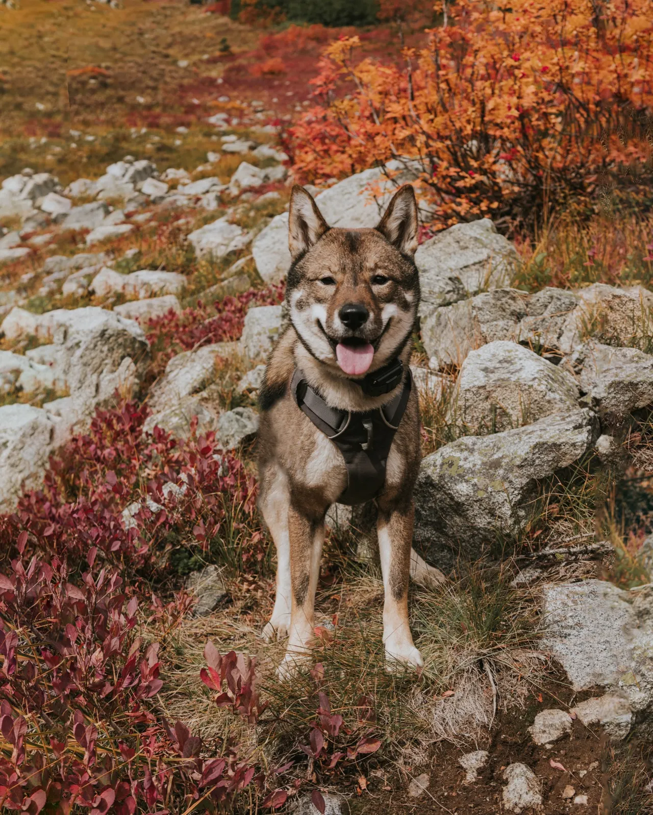 Sora among red fall leaves and rocks along the Maple Pass trail