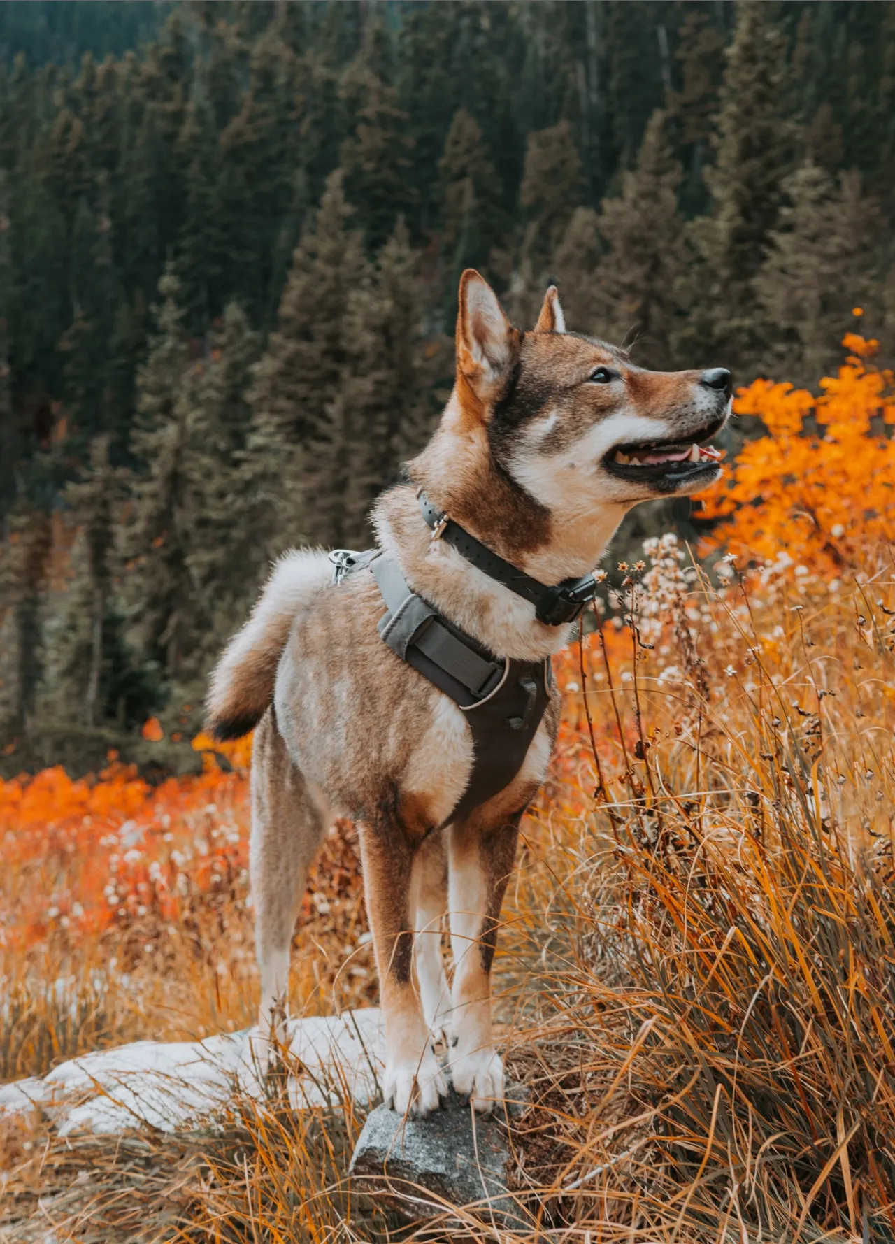 Sora standing among orange grasses and flowers near the start of the Maple Pass hike