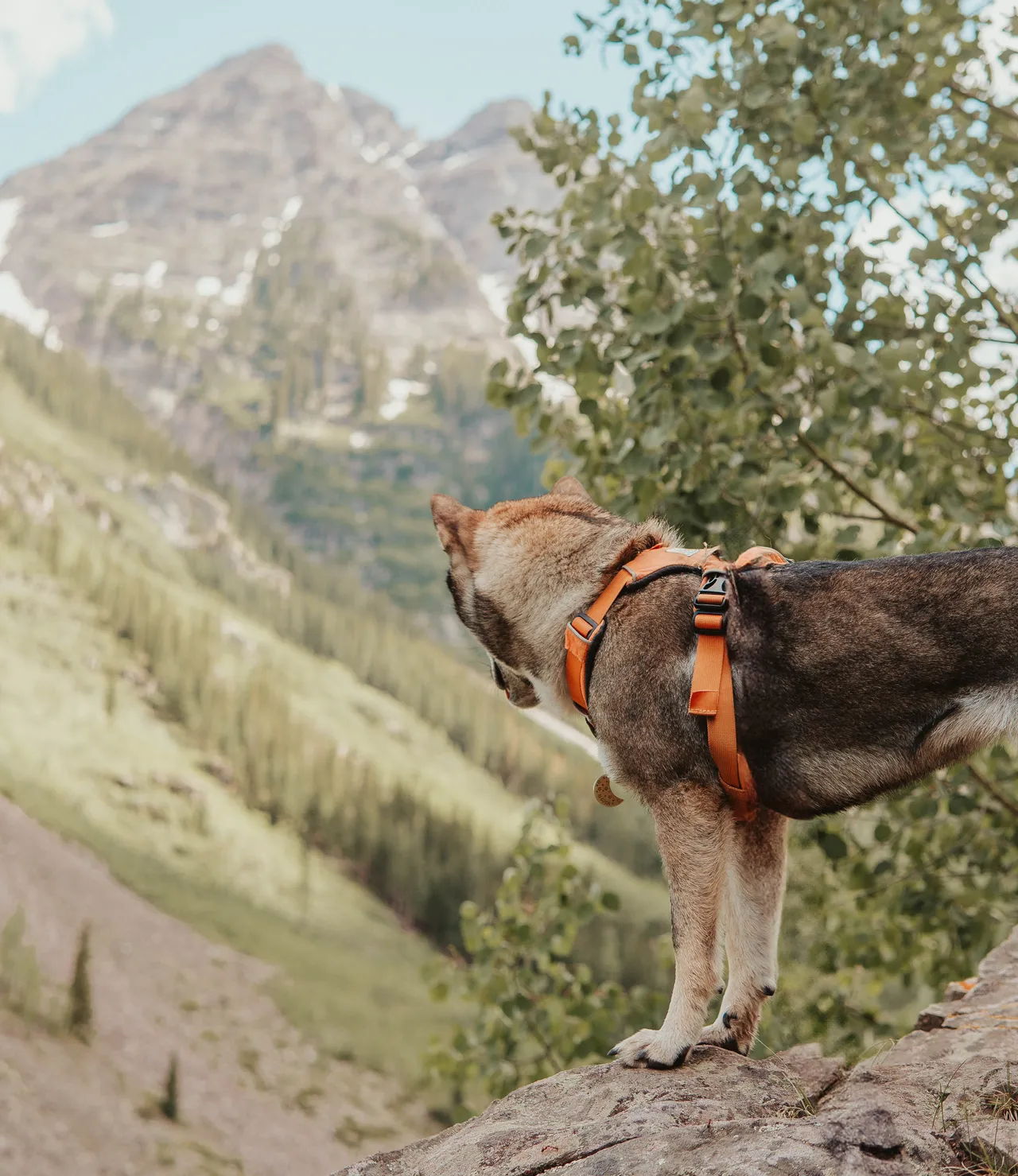 Shikoku dog overlooking the Maroon Bells valley from a rocky viewpoint near Aspen