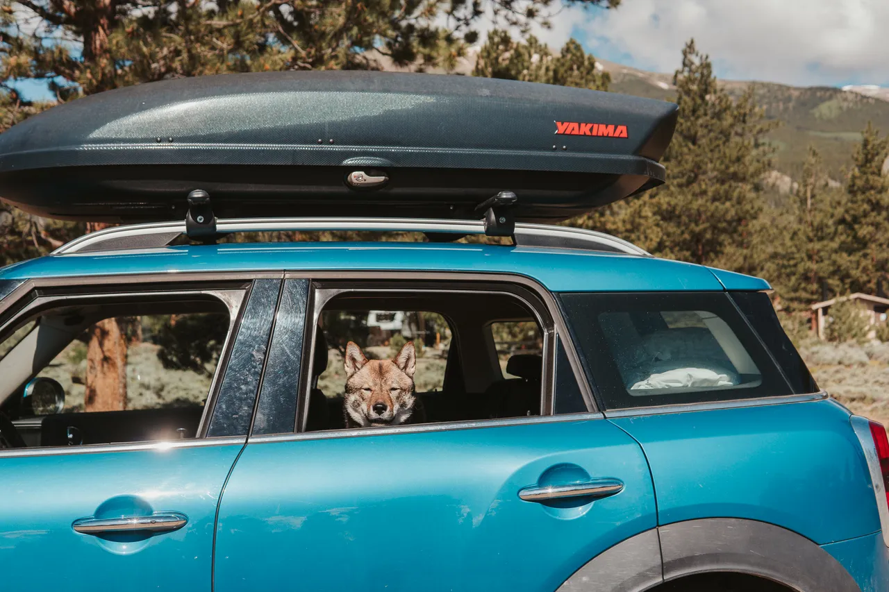 Sora sitting in the window of a blue MINI Countryman with a Yakima roof box in the Colorado mountains