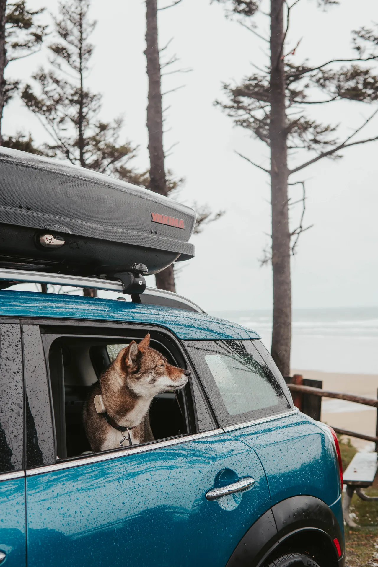 Sora looking out the MINI Cooper window at the Oregon coast with the cargo box on the roof
