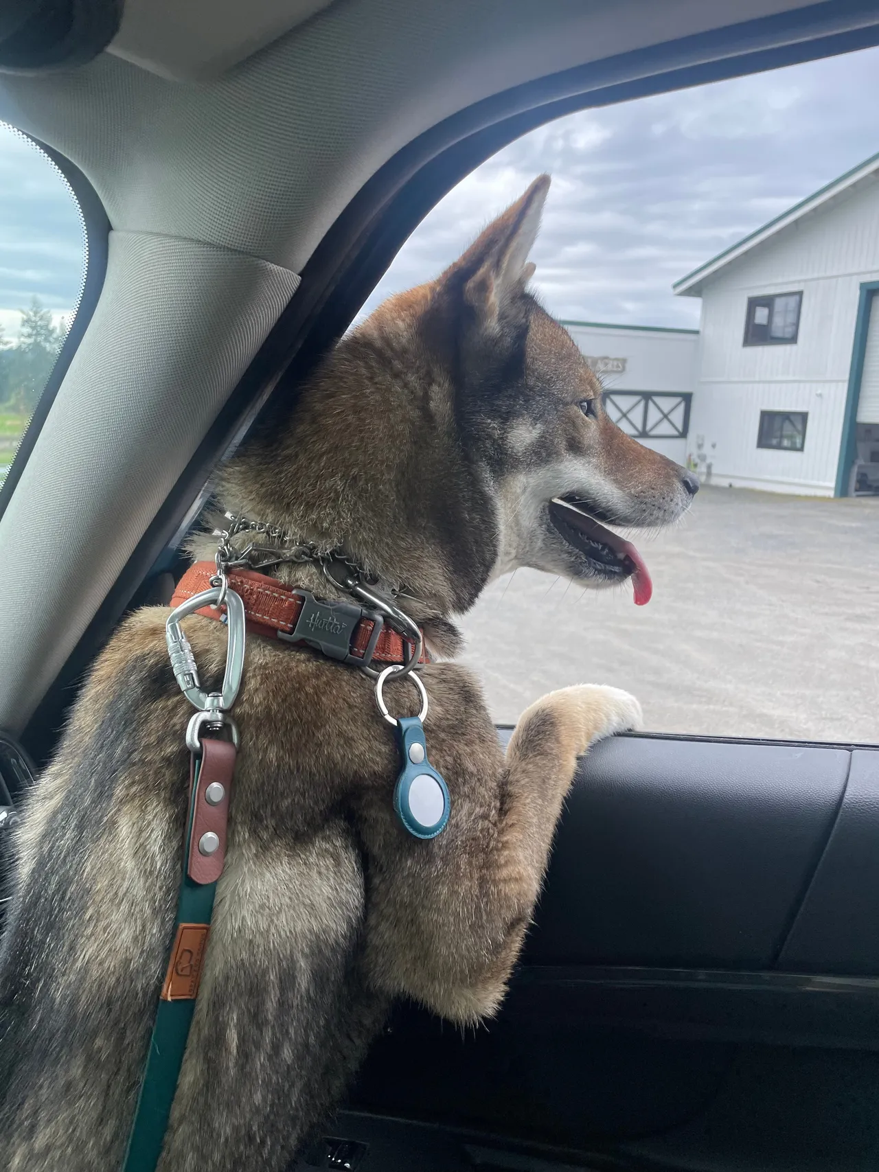 Sora looking out the car window on the ferry, tongue out, watching the dock