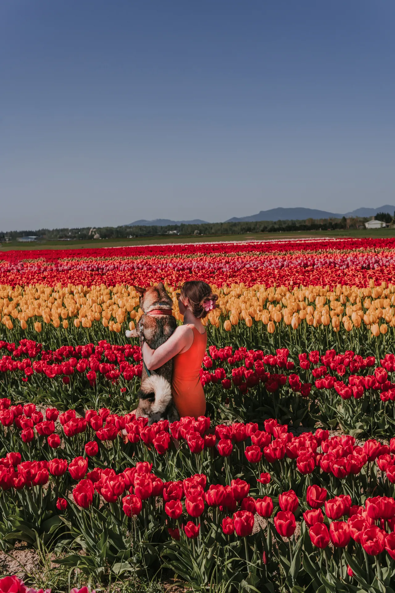 Hiking with Sora in the wildflowers with Mt Baker towering behind us