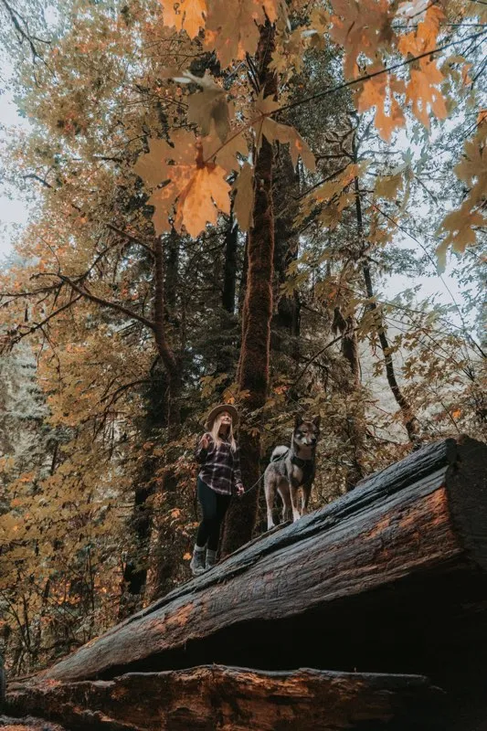 Sitting on a fallen tree in the redwoods in autumn