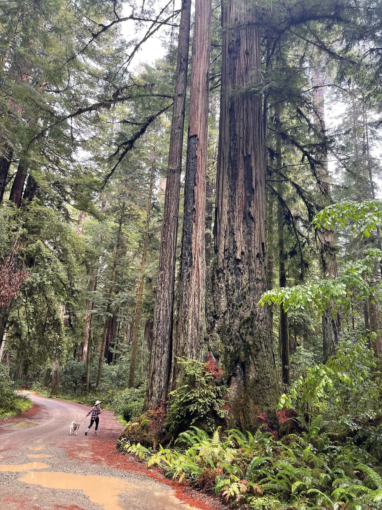 Walking through the towering Redwoods with Sora