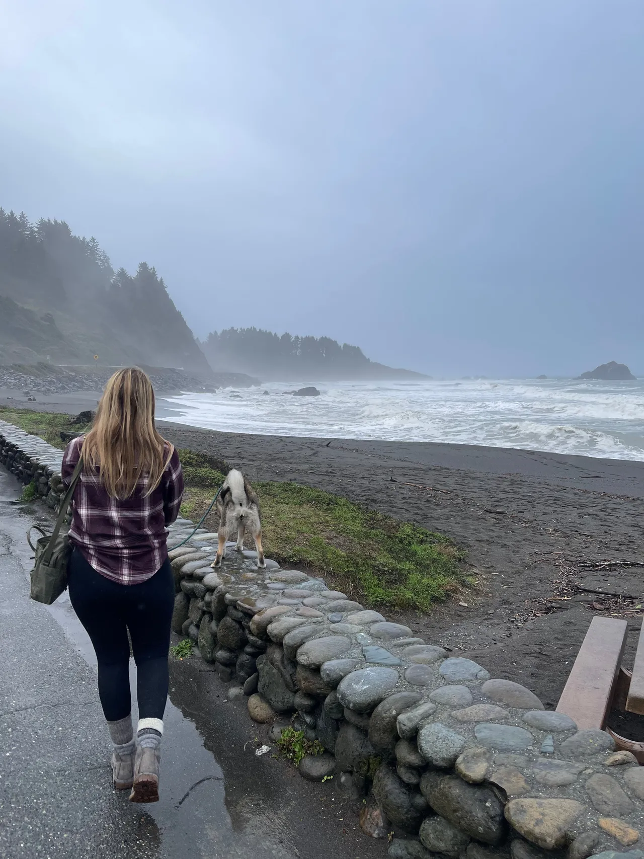 Among the giant Redwood trees with Sora