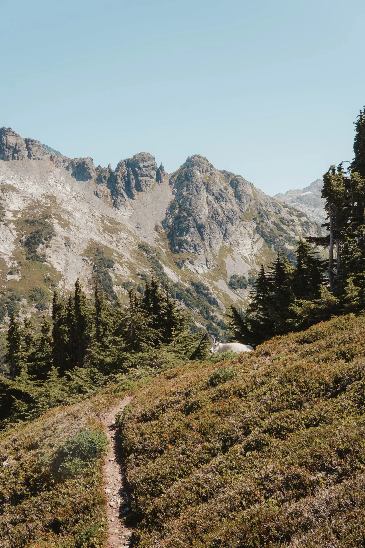 Mountain goat resting beside the trail with rugged North Cascades peaks towering behind