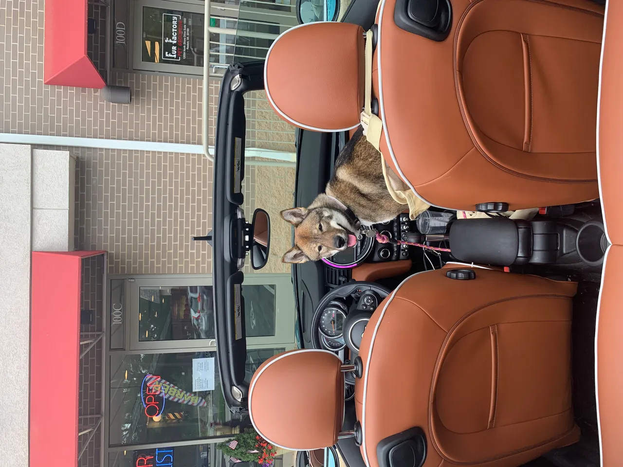 Pointing out the window of the blue MINI Cooper with Sora looking out the back window