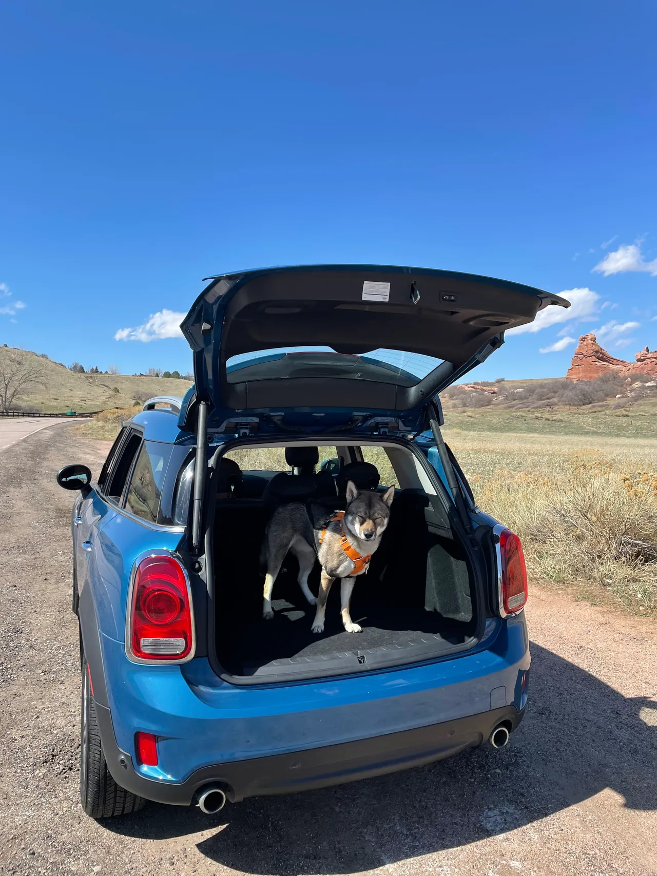 Sora the Shikoku Ken in the back seat of the blue MINI Cooper S Countryman on a road trip