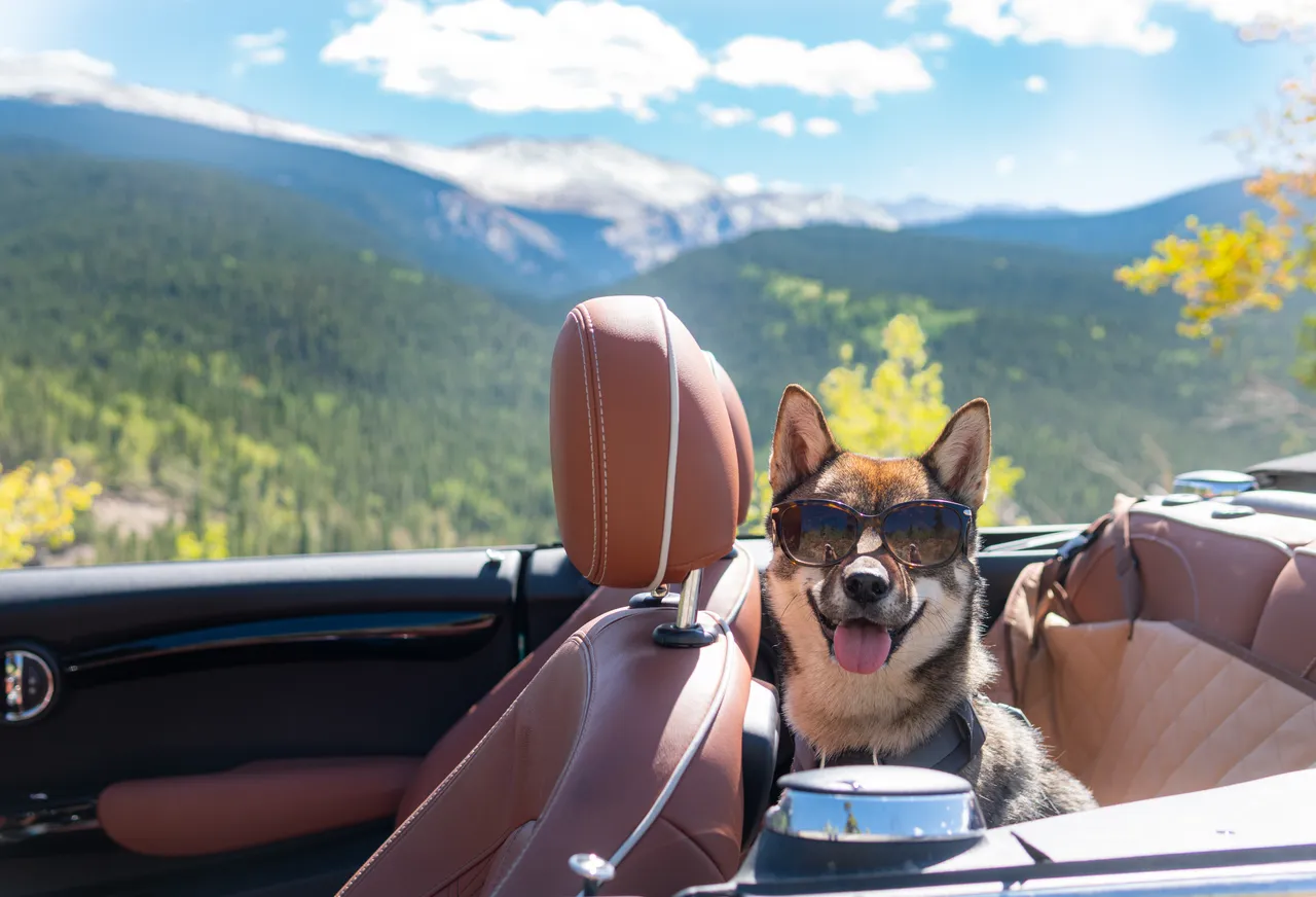Sora the Shikoku Ken wearing sunglasses in the MINI Cooper convertible with Colorado mountains in the background