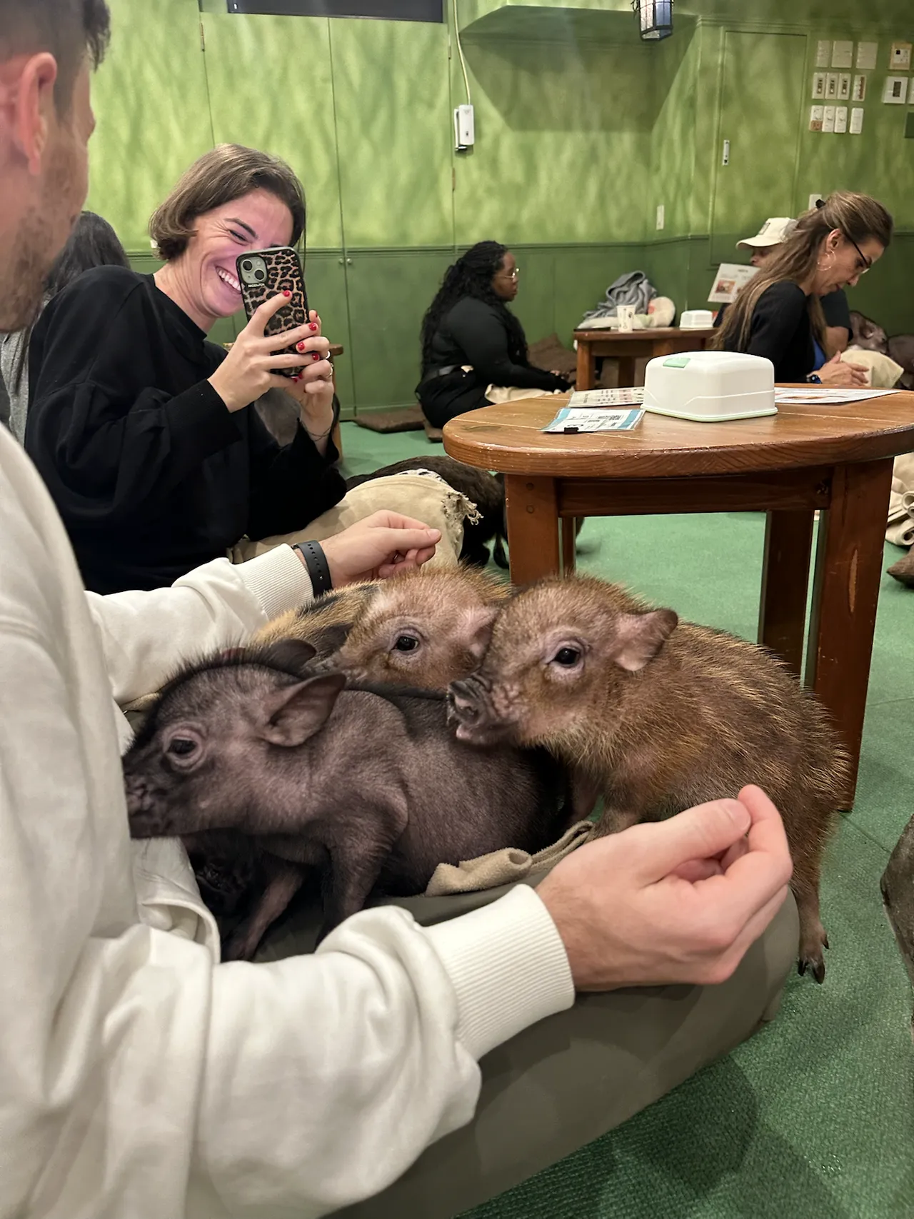 Pig cafe in Tokyo