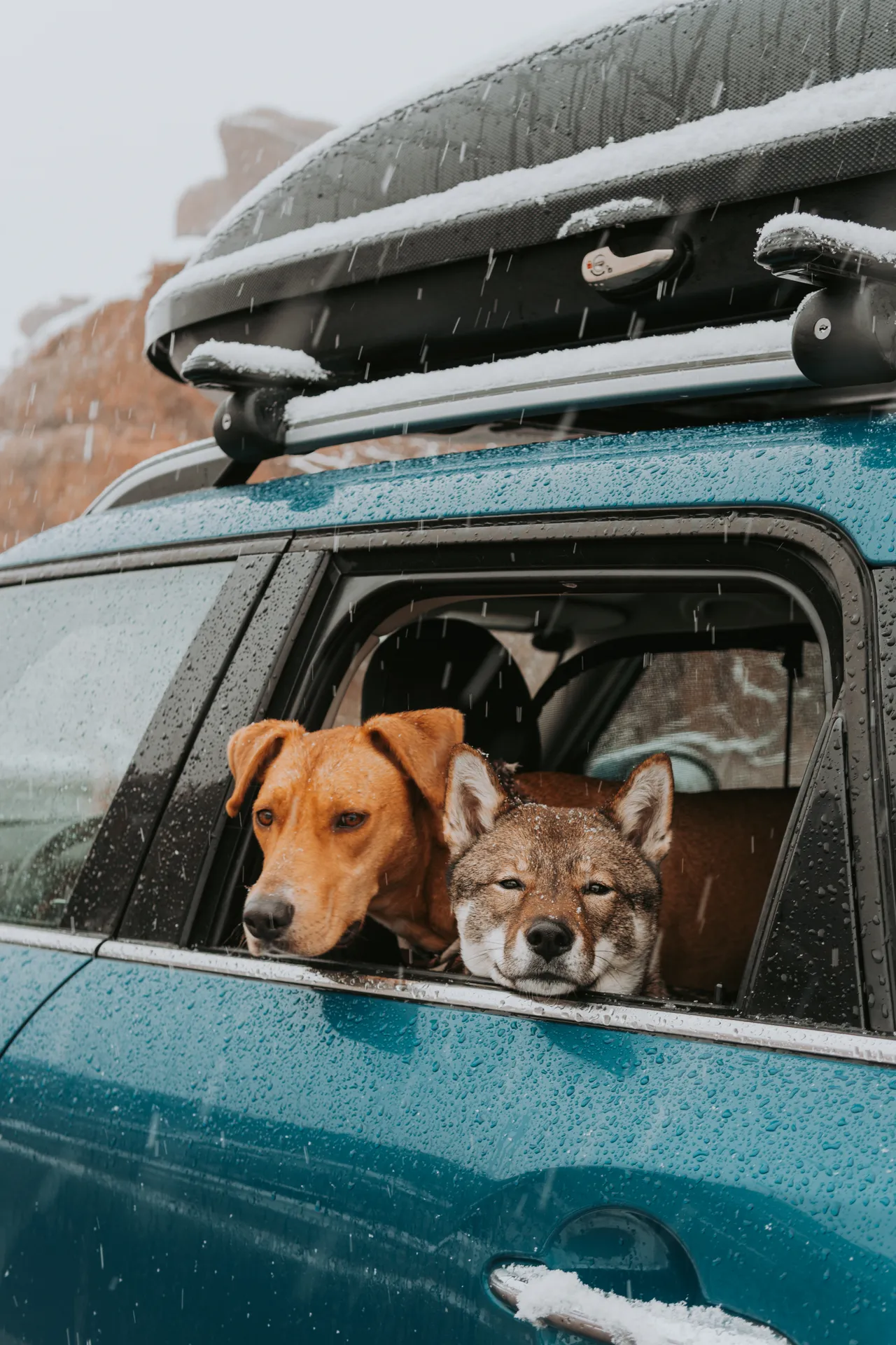 Two dogs — Sora and a bigger golden mix — looking out the window of the MINI Cooper in the snow