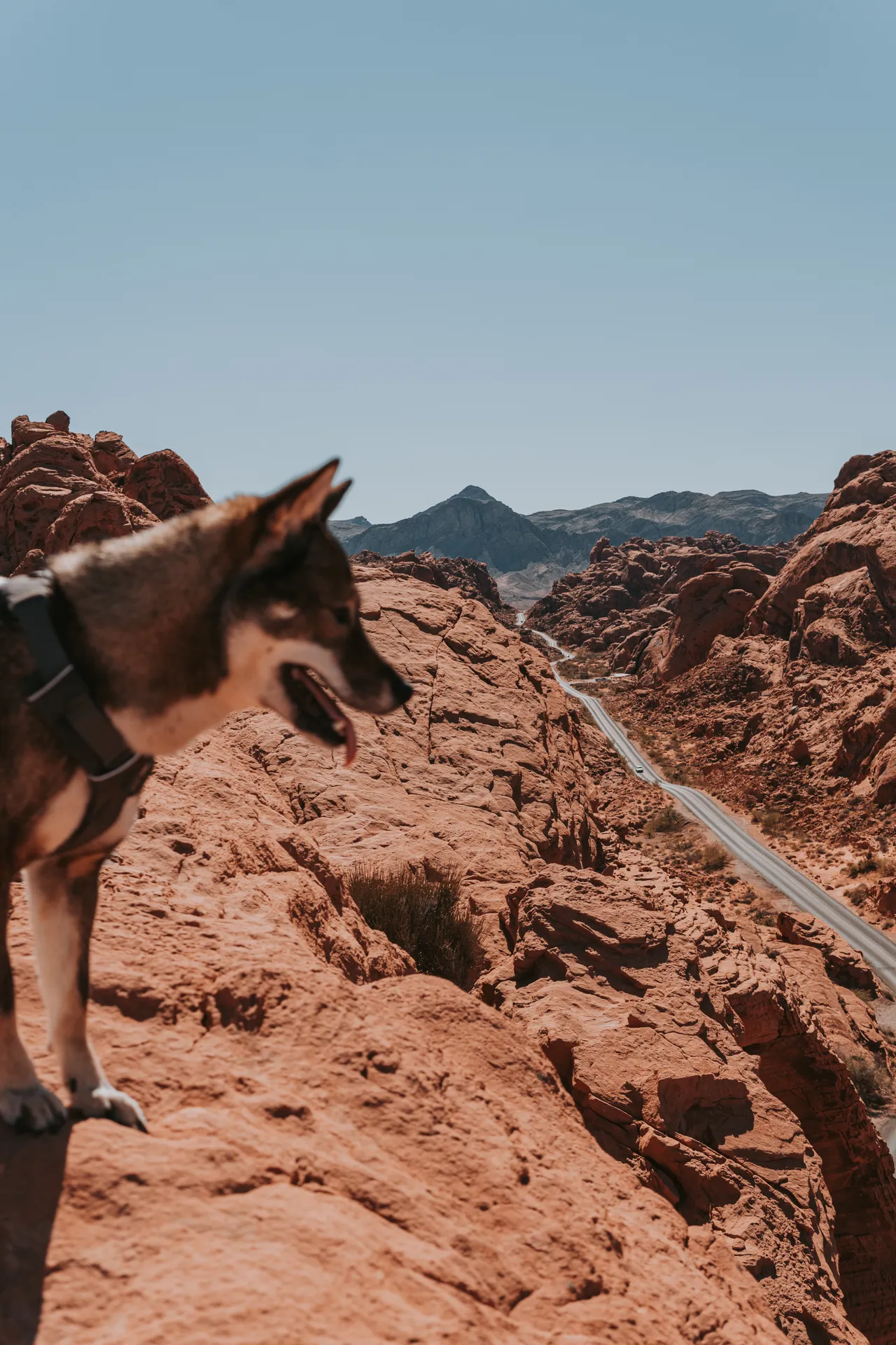 Sora overlooking the road winding through Valley of Fire State Park, Nevada