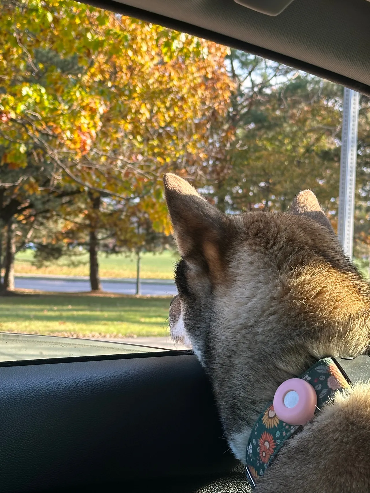 Sora looking out the car window at the fall foliage in New England