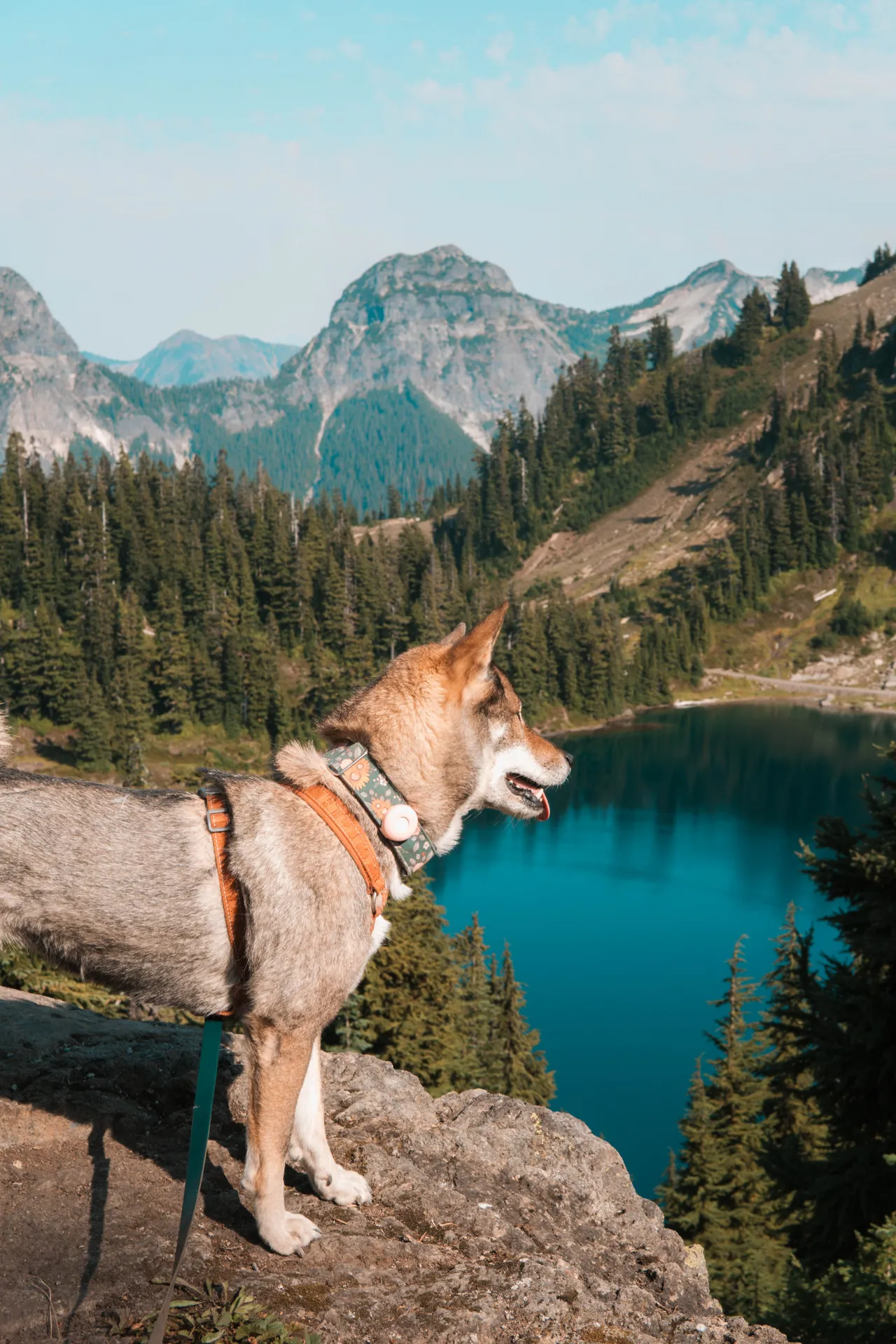 Dog standing on a cliff above a vivid blue alpine lake on the Winchester Mountain hike