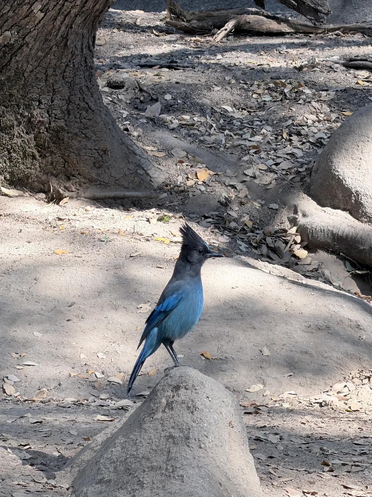 A blue Steller's jay standing on the trail