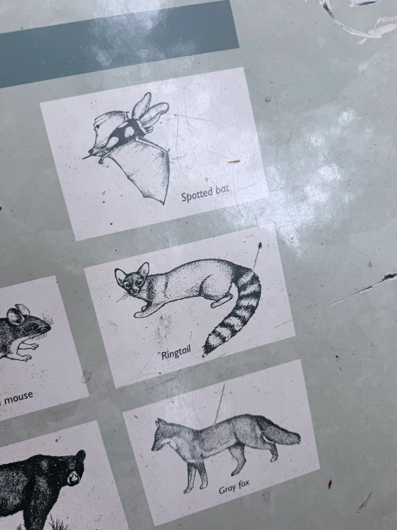 A ringtail illustration on a Yosemite wildlife sign